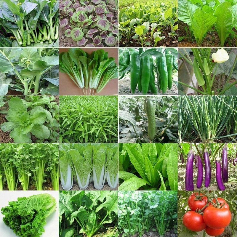 🍓超多款菜種子 菜種籽大全 蔬菜種孑 多款蔬菜種子 上海青 四季小白菜  超高發芽率95% UYXD