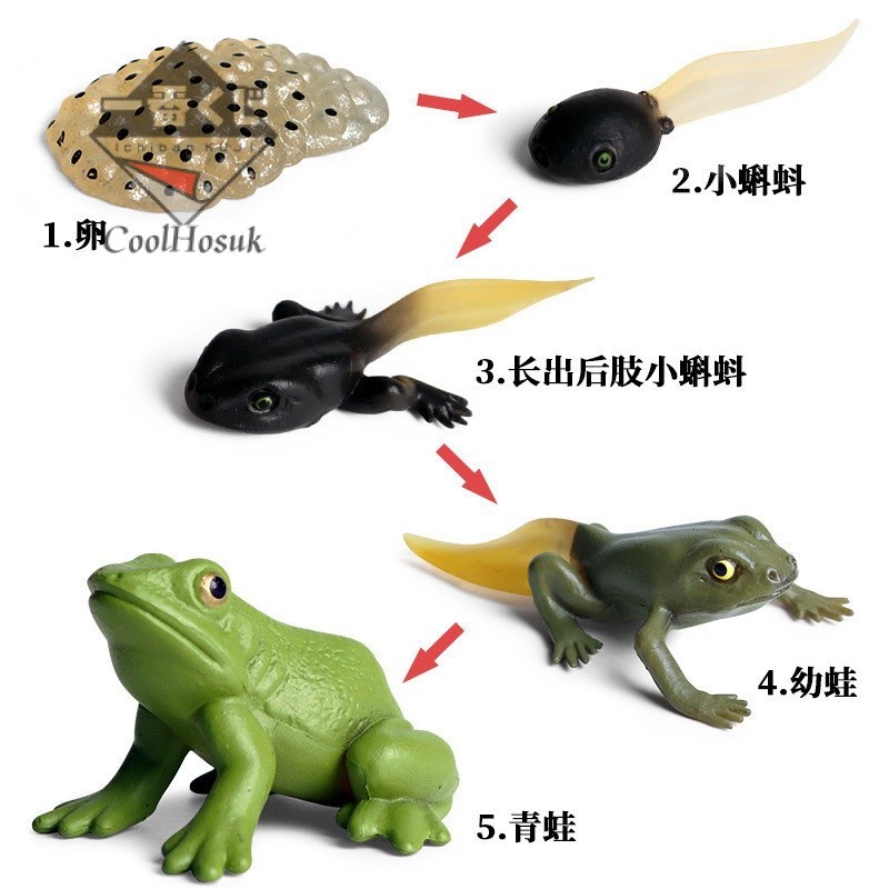 💎臺灣模玩💎兒童科敎仿真動物成長週期模型塑膠玩具青蛙蝴蝶公鷄海龜中華鱟