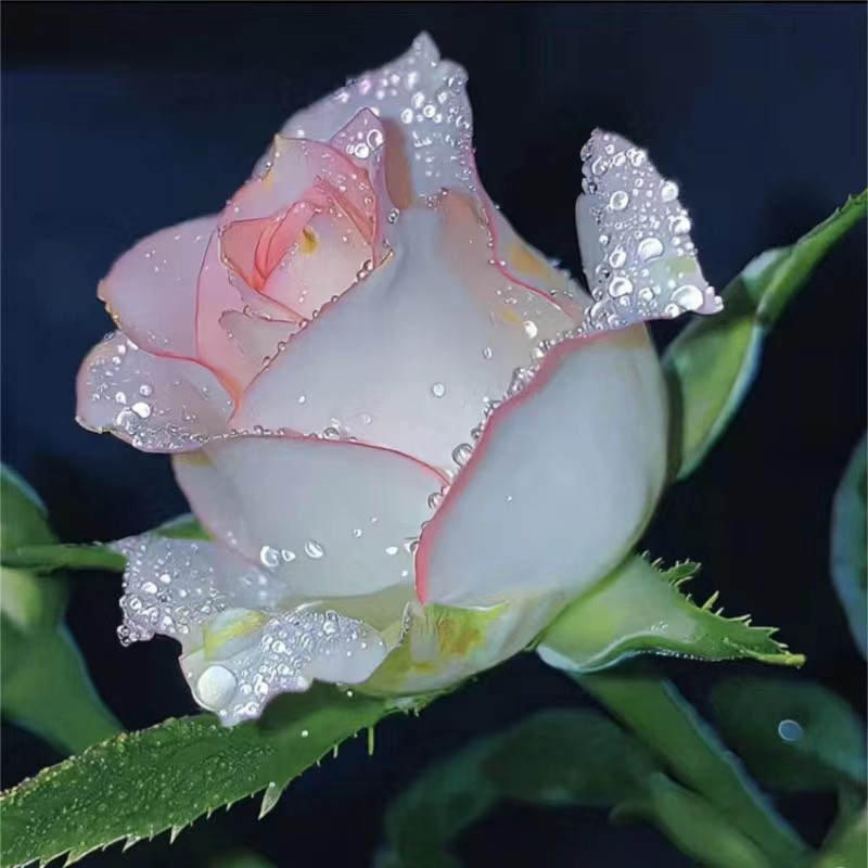 花間故事 稀有玫瑰花苗濃香型室內外四季開花盆栽玫瑰苗高品質