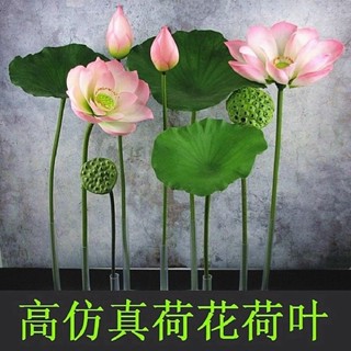 ★臺灣發貨模擬荷花蓮花過膠假花荷葉花束高檔舞臺拍照攝影道具水池裝飾擺設仿真植物