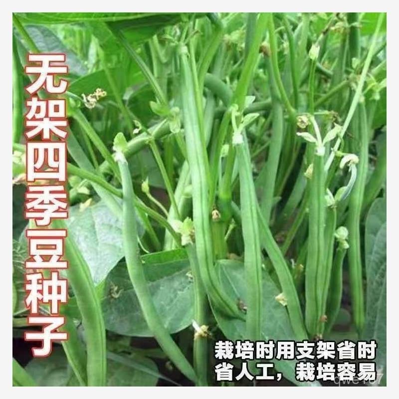 早熟地豆種子 無架豆種子 四季豆種子 矮生不用搭架 矮生豆角籽【酷農種業】