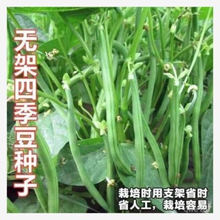 早熟地豆種子 無架豆種子 四季豆種子 矮生不用搭架 矮生豆角籽【酷農種業】