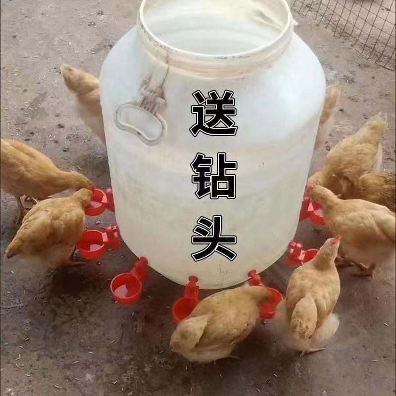 *雞鴨家禽自動飲水碗雞鴨鵝自動喂水器鵪鶉鳥鴿子飲水器養殖神器-優購好物百貨