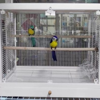 台灣出貨 鳥籠 達洋鳥籠達洋b6001b4001玻璃鳥籠鳥籠子家用鸚鵡籠鋼化玻璃雙開門