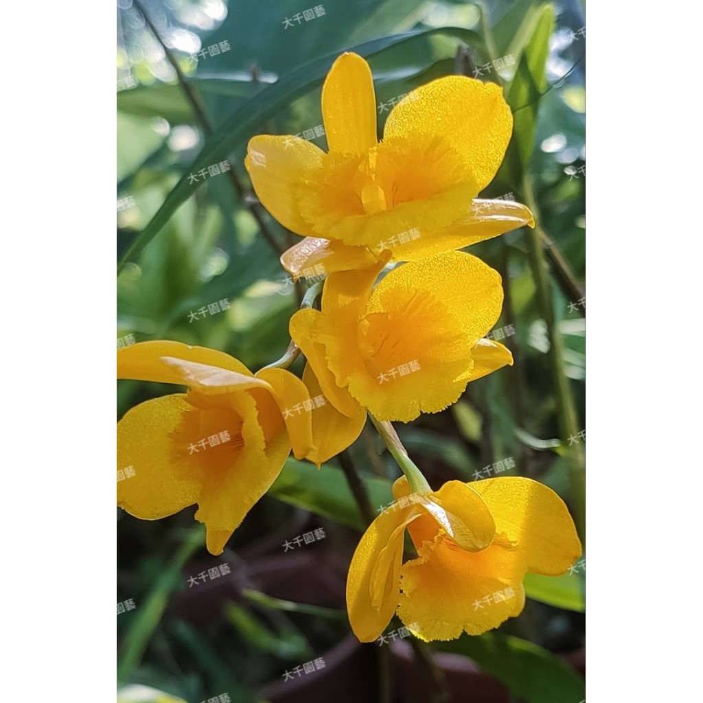 台灣原生蘭花的價格推薦- 2026年1月| 比價比個夠BigGo