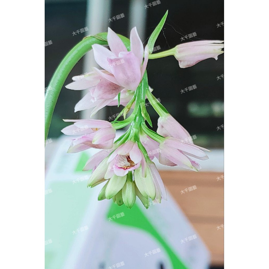 台灣原生蘭花的價格推薦- 2026年1月| 比價比個夠BigGo