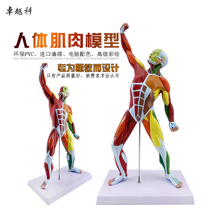 真實還原 50CM人體全身肌肉解剖模型人體淺層肌肉解剖 肌肉人軀干解剖模型 人體 穴位 教學模型 詳細教學專用