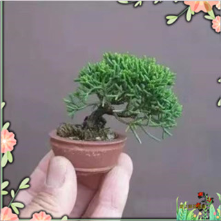 微型花卉盆栽植物種子好養活好栽培多肉迷你楓樹 月季 梔子花種子 愛上鮮花園藝