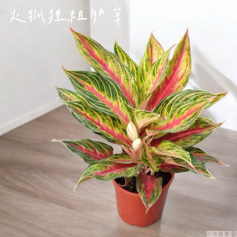 小花園藝 火狐狸粗肋草 粗肋草 可室內 5吋盆 $360