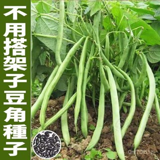 🌱【落地生根】無架四季豆種子 早熟高產豆角種籽 蔬菜種子 盆栽菜豆地豆不搭架扁豆種子
