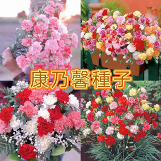 🌱康乃馨種子 🌱四季易種開花植物盆栽種仔多年生室內陽臺觀賞花 種子 貓爪花