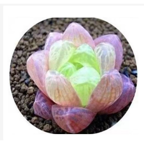 （玉露種子）1元購💋玉露種子 冰晶玉露 翡翠玉露 霓虹玉露種子 四季種子 易發芽 陽臺室內外種植 四季種植多肉種籽