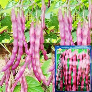 獨立裝🥦【多種豆角種子】紫袍架豆種子紫紅豆角種子菜豆四季豆種籽春秋季田園蔬菜孑