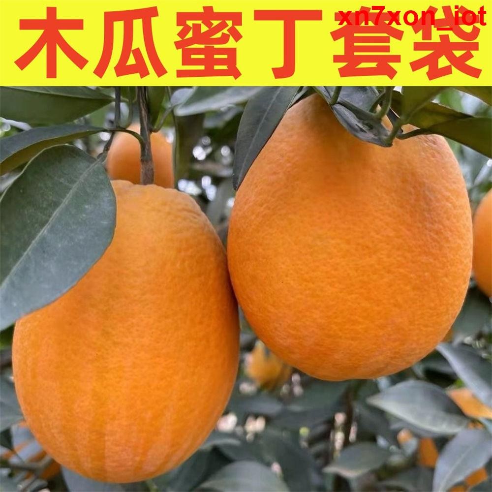 園藝推薦工具 水果套袋專用袋柑橘桔子臍橙套袋楊桃袋橙子紅美人木瓜蜜丁套袋
