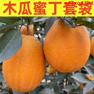 園藝推薦工具 水果套袋專用袋柑橘桔子臍橙套袋楊桃袋橙子紅美人木瓜蜜丁套袋