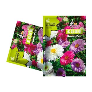 獨立裝🌹廠家批發多彩翠菊花卉種子混色菊花籽種四季草花種籽原廠彩色包裝植韻