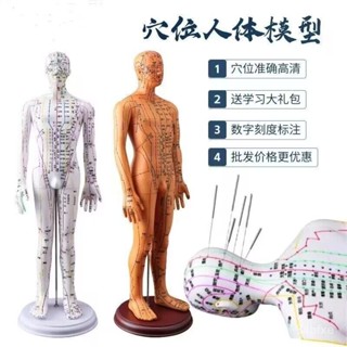 ✨可開發票/免運✨中醫人體模型全身穴位圖男女銅人十二經絡小皮人穴位模型