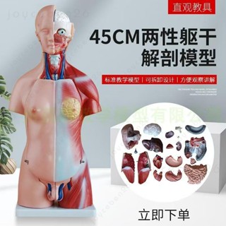🔥臺灣公司🔥24H出貨 85cm28cm人體軀幹解剖模型器官可拆卸醫學教學心臟內臟模型玩具