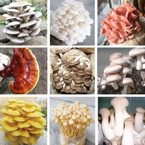 蘑菇菌種 食菇種子多品種菇類種子 陽台自種 易長菇好種好打理 家庭種植蘑菇菌種子新鮮菌菇 收成快