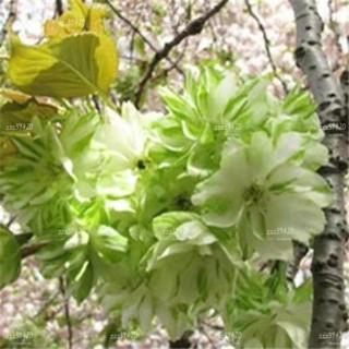 植物首選 【矮化微型櫻花種子】盆栽櫻花種子 微型櫻花 日本櫻花 四季開花 室內易活 盆栽花草 植物首選 新手陽臺庭院