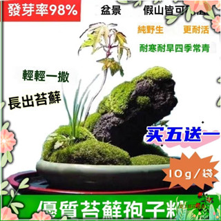 【愛上鮮花】💗買五送一💎假山苔蘚孢子粉青苔種子 10克 苔蘚青苔植物種子吸水上水石盆栽假山盆鋪面微景觀孢子粉四季鮮活