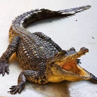 🔥擺件上新 源頭工廠 大型模擬恐龍動物矽膠軟體電動體感鱷魚模型會動會叫擺件廠家直銷✨可定製 可開發票