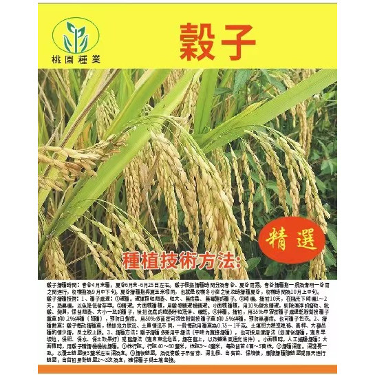 ❥【原廠包裝】稻穀種子 雜交水稻種子 夏秋季播種 高產優質水稻香稻 優質長粒米 抗病抗倒高產 雜交水稻種子🌱