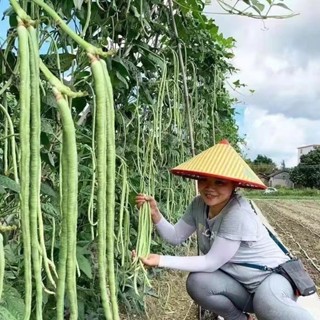 【廠家直銷】高產無架四季豆種子早熟豆角種籽刀豆種子、菜豌豆，春秋紫架豆、紫邊眉豆種子，泰國無筋豆、不搭架農家蔬菜種子，批