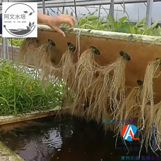 💯種菜盤💖#園藝用具 無土栽培種植水培蔬菜裝置漂浮泡沫定植板魚塘水面覆蓋水耕種菜盤