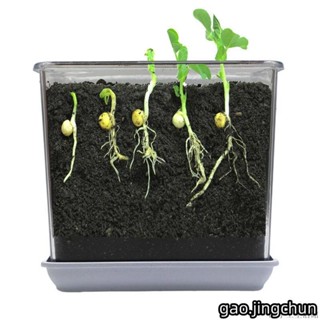 💯臺灣發貨💯植物觀察窗 透明花盆 植物種子發芽生長盒 植物生根觀察 組合盆栽