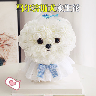 🔥臺灣出貨🔥馬爾濟斯小狗泡玫瑰花求婚告白送女友公主風送男友七夕小眾禮物