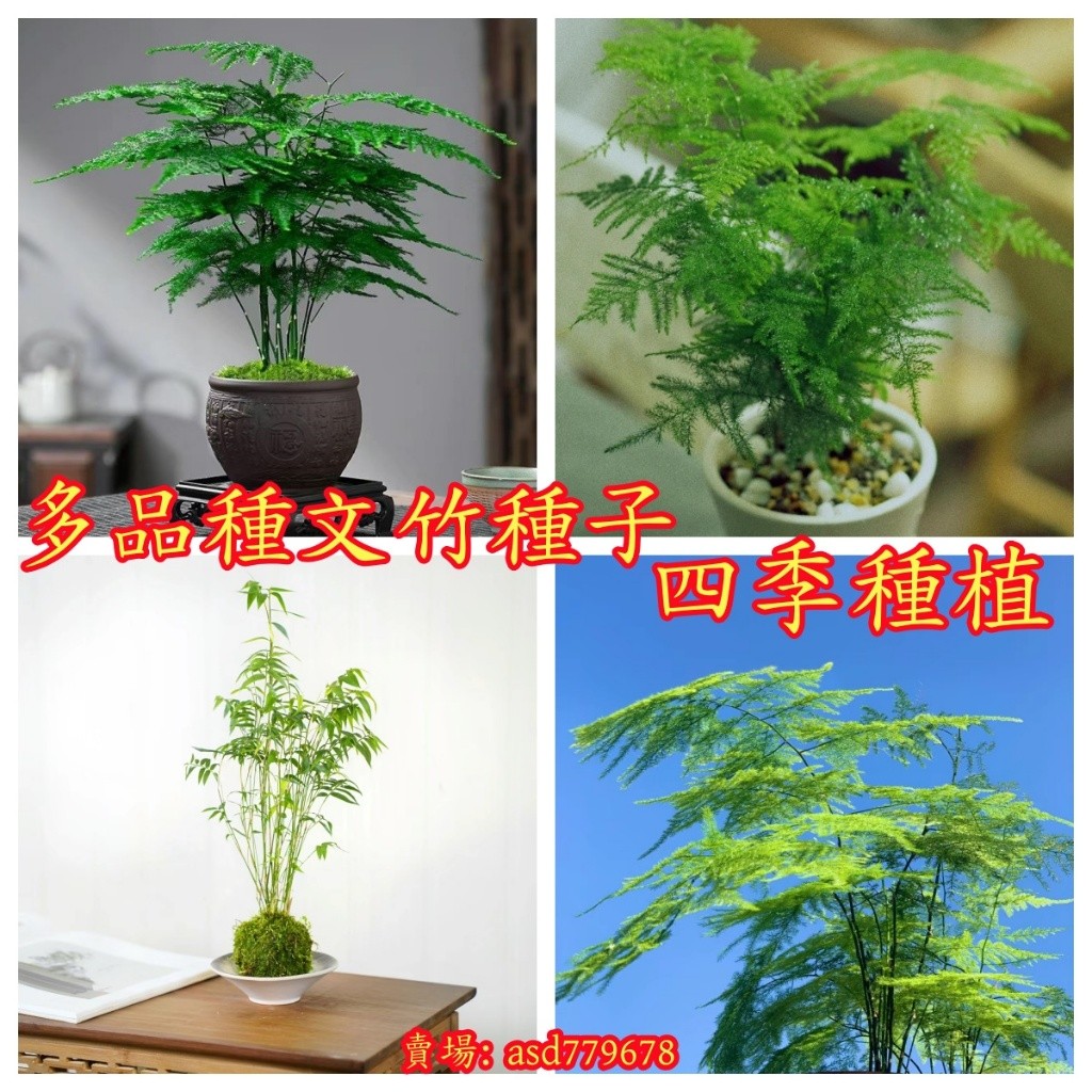 獨立裝🌷『文竹種子』招財旺宅文竹 武竹羅漢竹富貴竹種子盆栽植物 觀賞綠林小盆栽植物四季常青文竹盆栽/水苔文竹