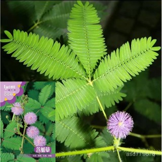 獨立裝🌷含羞草花籽多年生害羞草花卉種籽陽臺盆栽花卉種子植物四季種