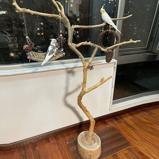 （免運）幹樹枝原木杈天然乾枝枯枝枯木樹幹鳥架造型壁掛衣架吊頂樹枝裝飾