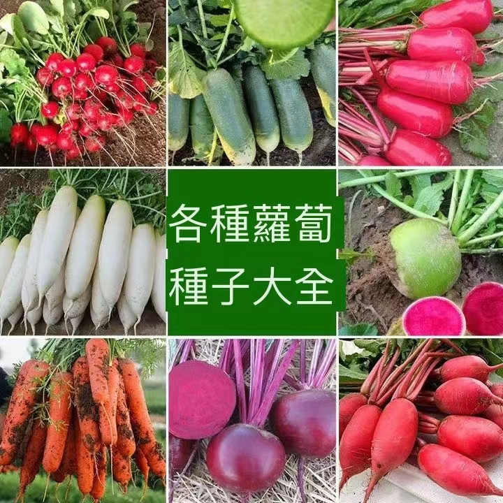 【100款蘿蔔種子】原廠裝/迷你蘿蔔滿堂紅心裡美手指櫻桃胡蘿蔔拇指水果蘿蔔種子四季耐熱耐高溫甜脆多汁蔬菜種子水果種子