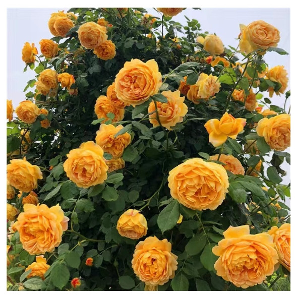 ✨✨五十款爬藤玫瑰苗 熱戀之花 藤本玫瑰 達芬奇陽台庭院新手易種 觀賞花卉 爬藤+開花大師