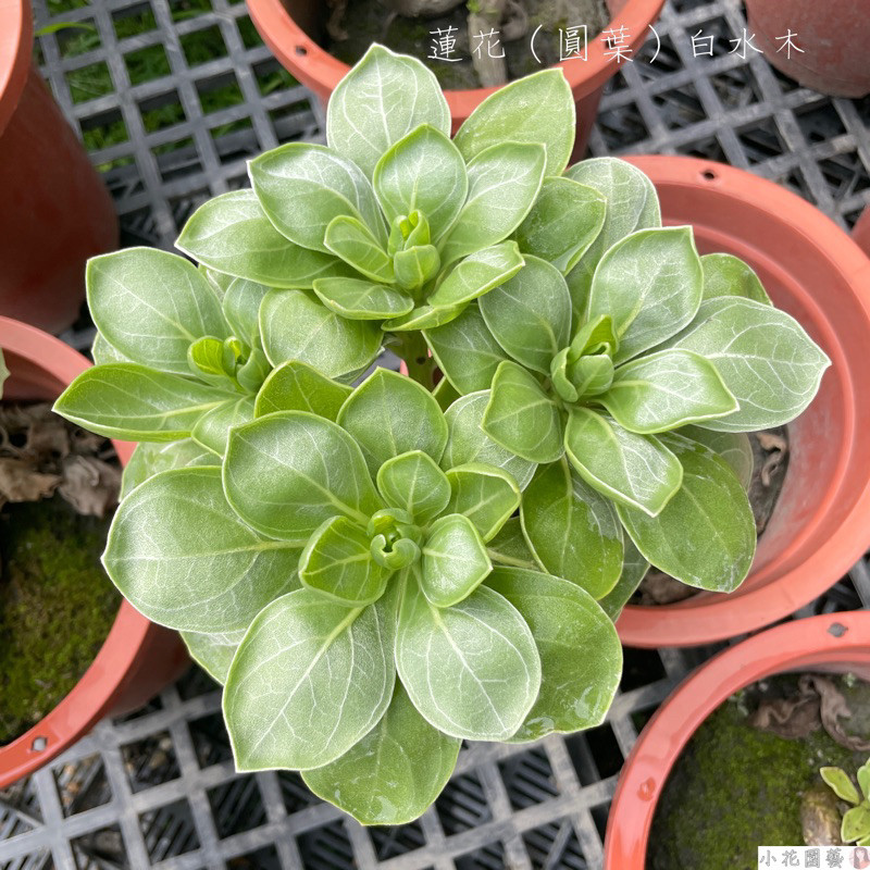 小花園藝 圓葉白水木 蓮花白水木 7吋盆 $400
