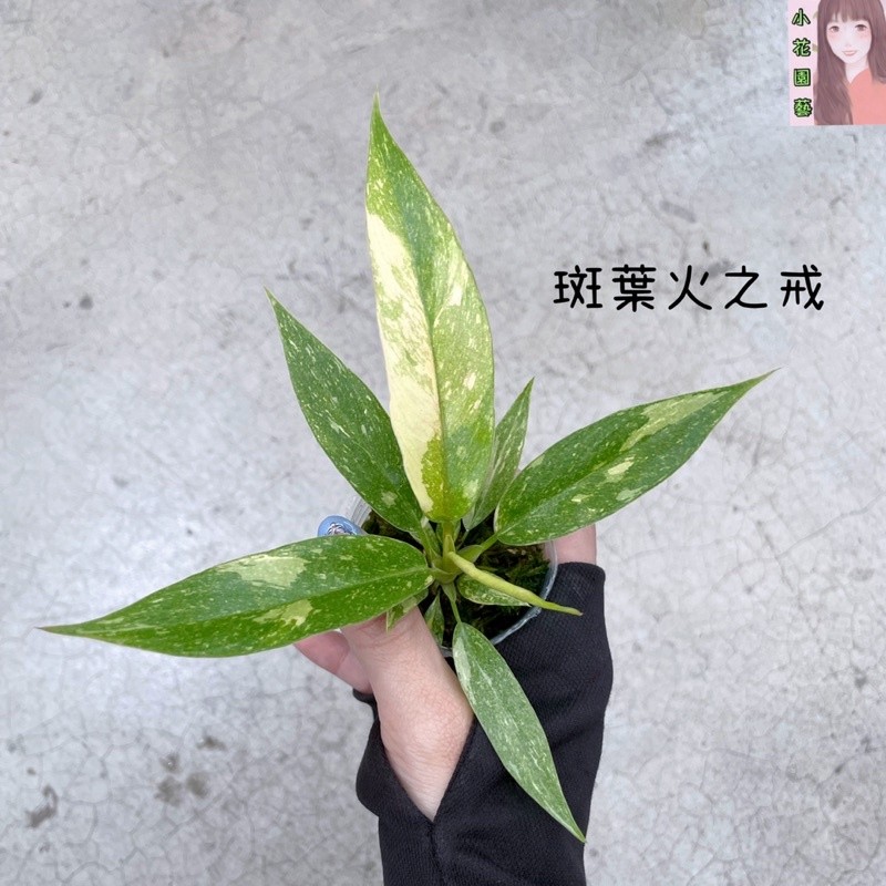 小花園藝 斑葉 火之戒 2.5吋軟盆 $450
