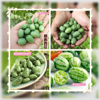 【愛上鮮花】【拇指西瓜種子】營養脆甜 多汁迷你小西瓜四季陽臺盆栽蔬菜水果種籽 迷你種子 矮化盆栽桌迷你盆栽 袖珍小盆
