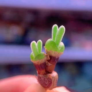 【愛上鮮花】日式園藝造景稀有多肉 羽葉洋葵多肉種子 碧光環兔耳朵 混合羅摩科 大倉角殿多肉種子微型盆栽矮化種子