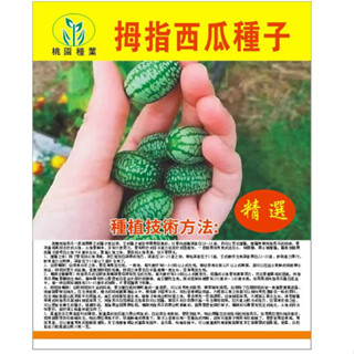 ❥原廠包裝 拇指西瓜種子 春夏季播種 營養脆甜多汁 迷你小西瓜 四季陽臺盆栽蔬菜 水果種籽苗 易養活🌱