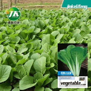原廠包裝🥦廠家直供四季播種小白菜種子室內田園易種速生蔬菜種子菜籽種批發 春芽園藝