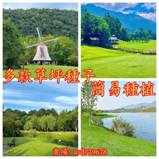獨立裝🌷『超多款草坪種子』臺北草種子 進口四季常青 矮生地毯草 護坡綠地 狗牙根園林綠化地皮草坡真草皮種子30-50