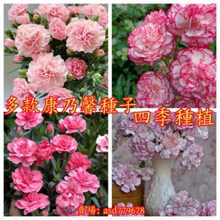 獨立裝🌷『康乃馨種子』 重瓣康乃馨種子 四季開花不斷 花卉種子 室內陽臺盆栽花卉種子 四季播種花子