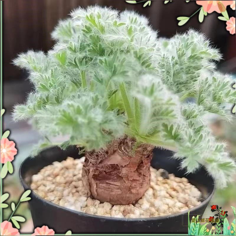 小樹盆栽 稀有多肉 羽葉洋葵多肉種子 碧光環兔耳朵 混合羅摩科 大倉角殿多肉種子水培植物 室內植物 迷你盆栽