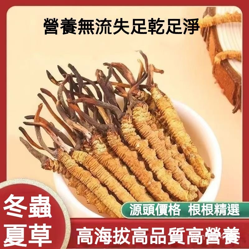 正宗野生冬蟲夏草冬蟲草 蟲草王 甘孜非那曲蟲草 精選 煲湯
