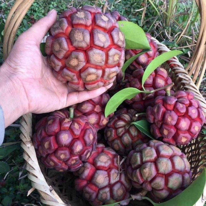 【愛上鮮花】矮化日式盆栽大果 布福娜果/黑老虎/喜樂果 種苗，〔紅寶石，翡翠〕 果樹苗 植物 黑老虎苗 大血藤果苗 四季