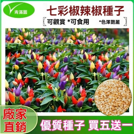 原廠精品包裝種子 買5送1 各種辣椒種子【包裝種子】七彩椒盆栽五彩椒易種易活開花不斷四季室外農田菜園辣椒種子 辣椒種子