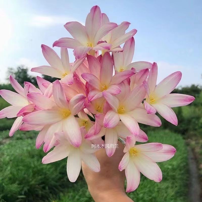 （風雨蘭種球）重瓣風雨蘭種球 盆栽室內客廳陽台種植的無情開花機器開花爆盆 新手四季易種觀賞花卉球根 多年生