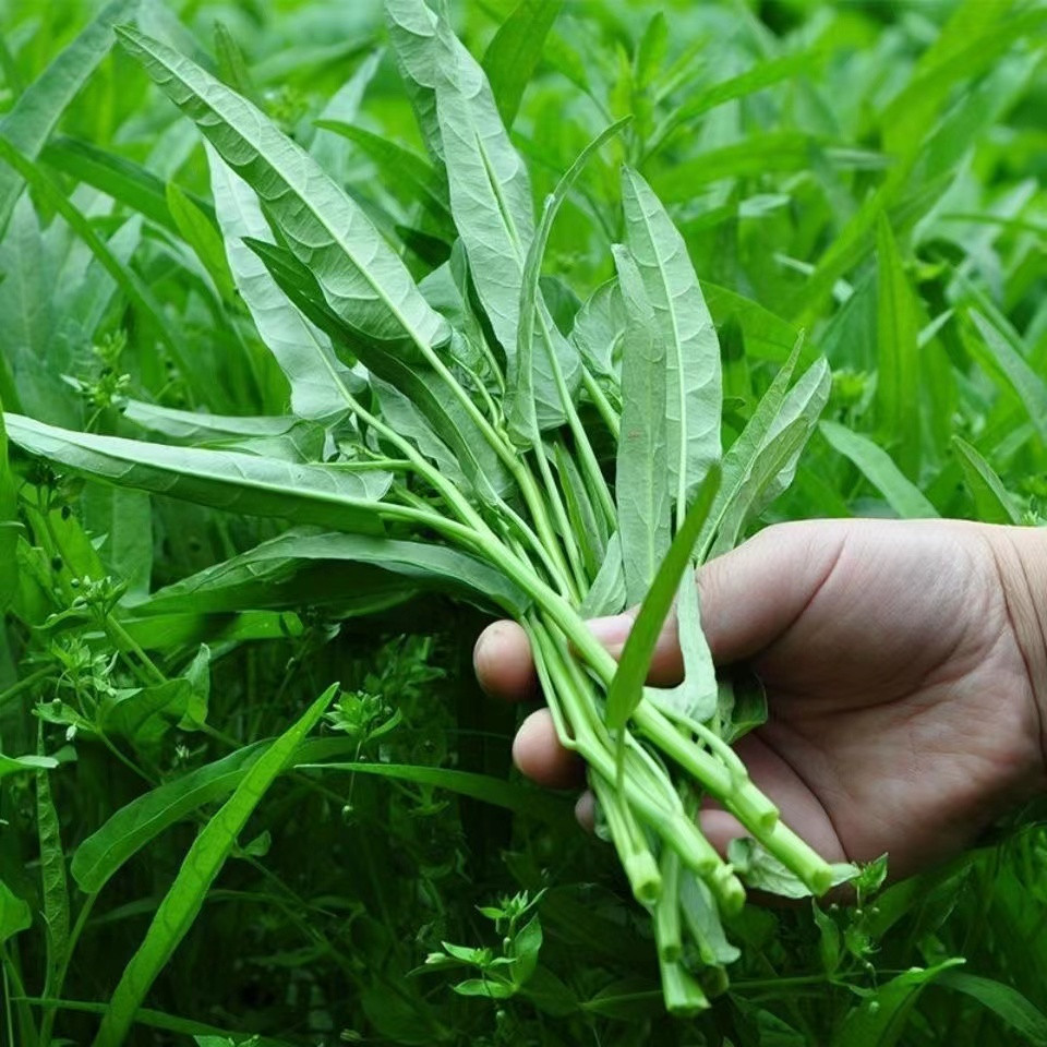 四季空心菜種子 空心菜種子 陽台盆栽 柳葉空心菜種青梗 可水培 易養活🌱